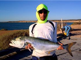 8kg tailor caught sharkbay