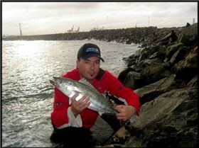 Nice bonito from north mole
