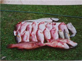 two big reds taken on wreck out from russell heads nth qld