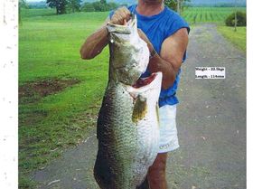 big barra caught on live mud cod