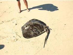 Boof caught this beauty near Moore river.