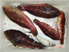 Thanks to Darren, I managed to bag 4(cods) and 1 skippy. He caught 1 for the day. Sorry Darren.