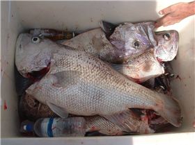 good day southwest wa