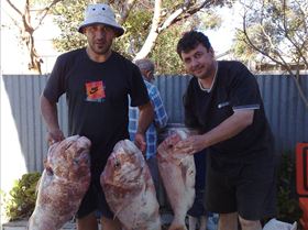 12.5KG -12.0KG AND 5KG BIG BOYS AT PORT VINCENT SECOND POLE AT ORONTES 