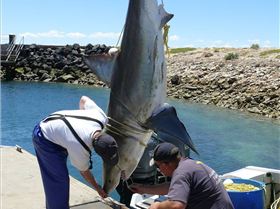 Big fishy caught in longline off Whyalla SA