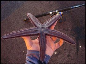 My PB starfish caught down freo wharf