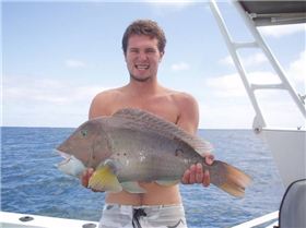 Xmas Fish West Aust