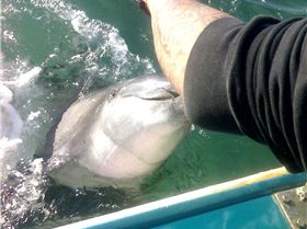 feeding the dolphins at woodys 