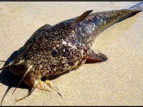 Nice Cobbler from Rockingham