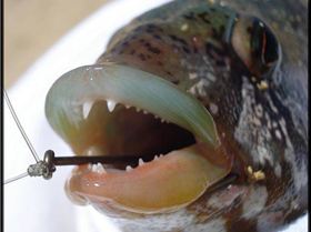 Nice Wrass from Rockingham