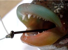 Nice Wrass from Rockingham