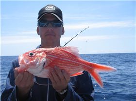 red snapper 