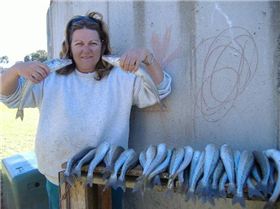 KI Sth Aussie - King George Whiting are biting!