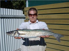 KI Sth Aussie - King George Whiting are biting!