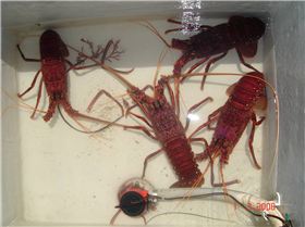 Half way to 3mile reef, lovely buggers.