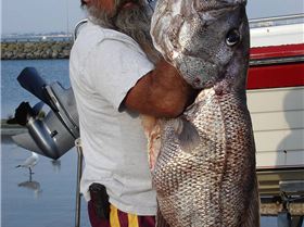 zztops  dhuie <shanes>