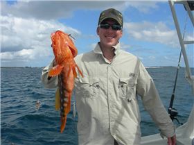 harlequin cod i caught in cleggys boat