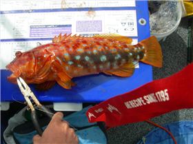 harlequin cod i caught in cleggys boat