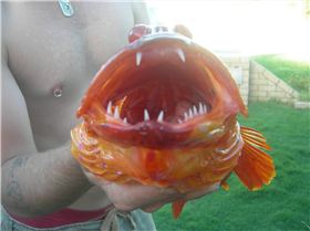 harlequin cod i caught in cleggys boat