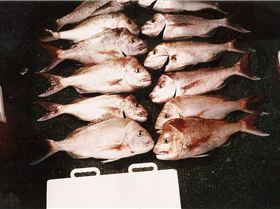some nice snapper caught on our shark bay trip