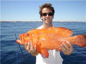 does anyone know what fish this is?