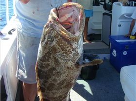 1100mm 28.5kg released to fight another day 40-50y