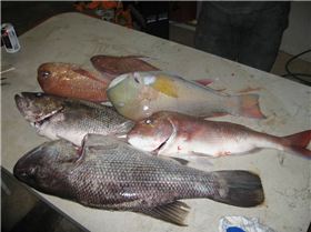 day and night fishing of bunno 