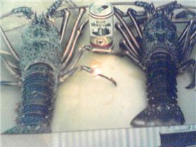 Crays...........circa 85