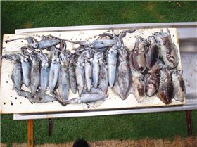 squid and cuttlefish