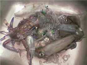 Feed of Squid