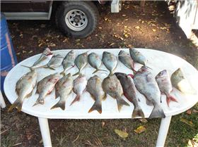 Travely, Squire , Sweetlip , Slatey, Trag- jew....