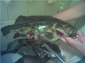 Greasy Cod & Our Catch for the Day.