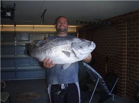 10 Kg Dhufish