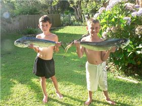 FIRST TIME OUTSIDE - DOLPHIN FISH