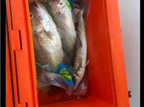 Another day another dhu