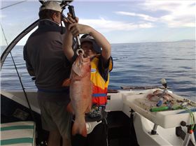 Reef Fishing Off Cairns