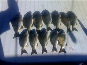 swan river bream 25cm to 33cms 