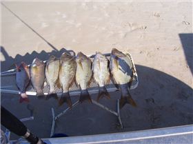 OK Trip to steep point