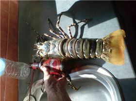 exmouth journey cray