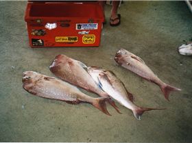 BAY FISHING AT ITS BEST