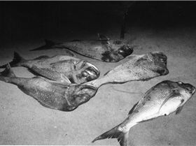 BAY FISHING AT ITS BEST