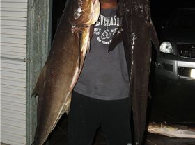 Nice pair of Cobia off Moreton Island, Qld