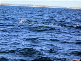 Dolphins Swim the Bow Wave