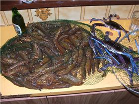 daily report , more swamp action 