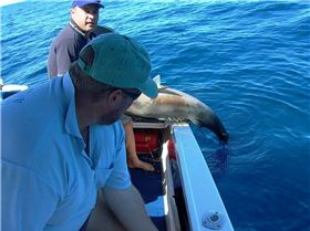 pbff  (pretty big fucking fish) landed at last