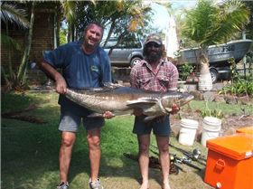 Allan & James great Cobia