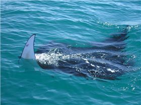 playful manta ray