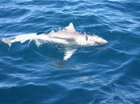 They dont call it Shark bay for the butterflies