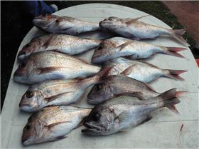  All on soft plastics