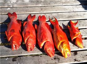 Nice Coral & Corronation Trout